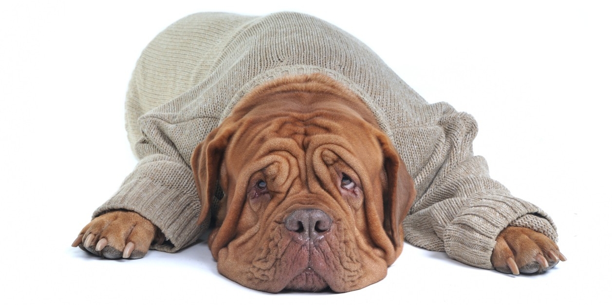 Hond Hond